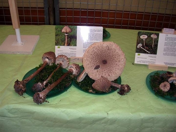 Expo champignons a St Leger 83